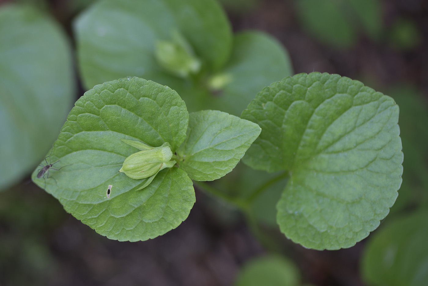 Изображение особи Viola mirabilis.