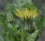 Sonchus nymanii