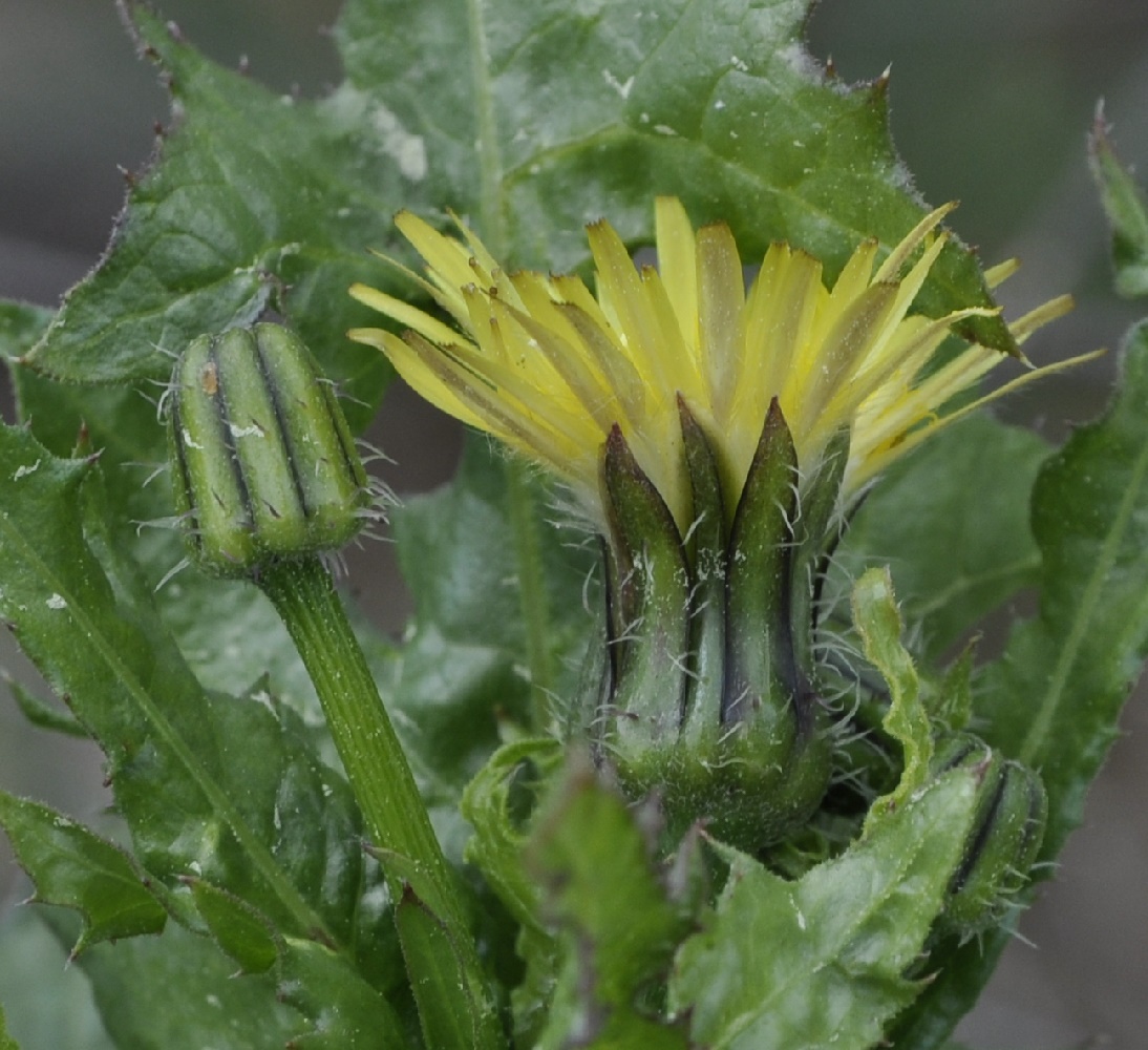 Image of Sonchus nymanii specimen.