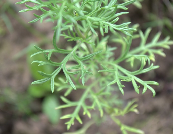 Image of genus Glandularia specimen.