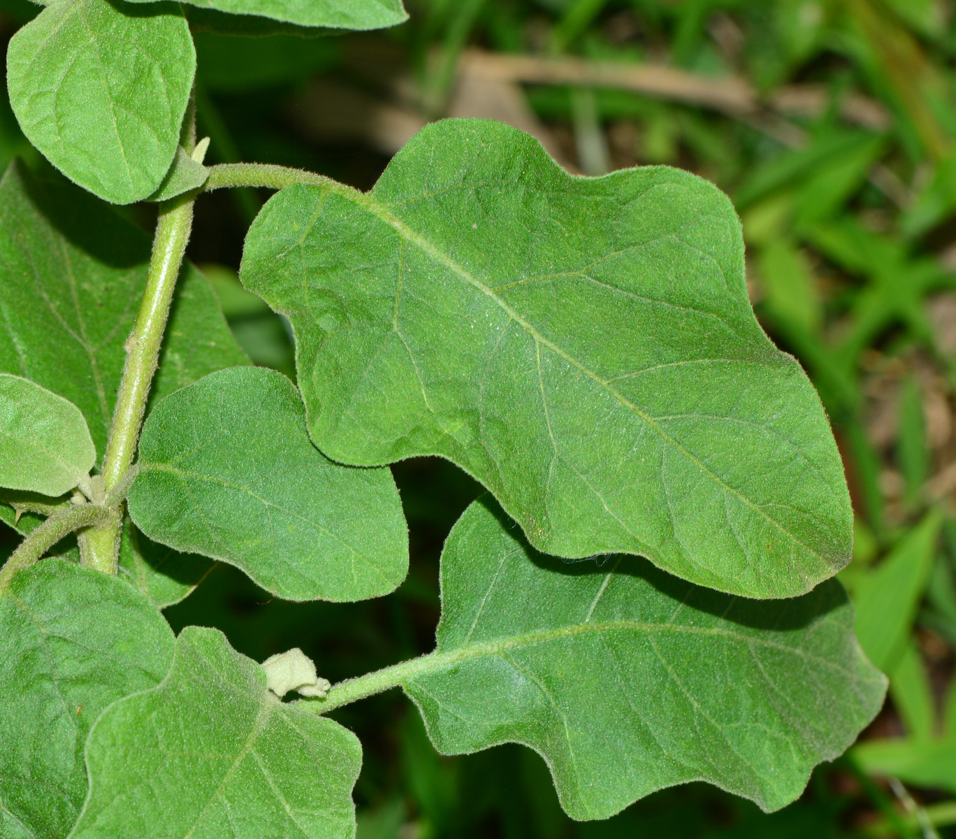 Изображение особи Solanum undatum.