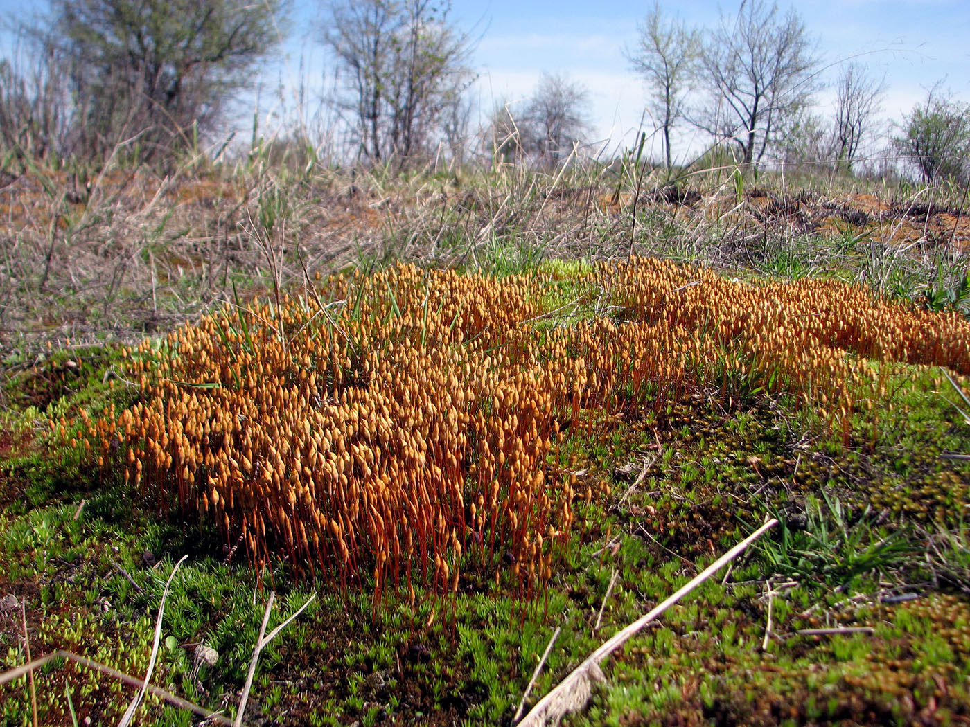 Image of Polytrichum strictum specimen.