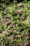 Galium odoratum
