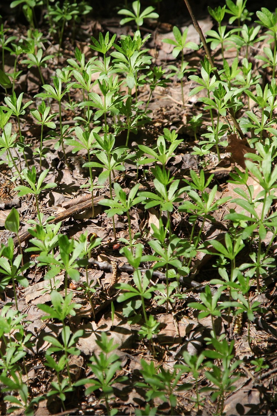 Image of Galium odoratum specimen.