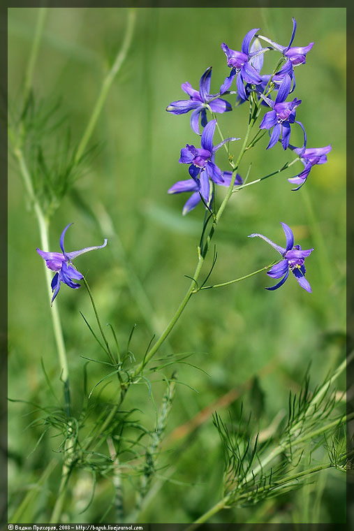 Изображение особи Delphinium consolida.