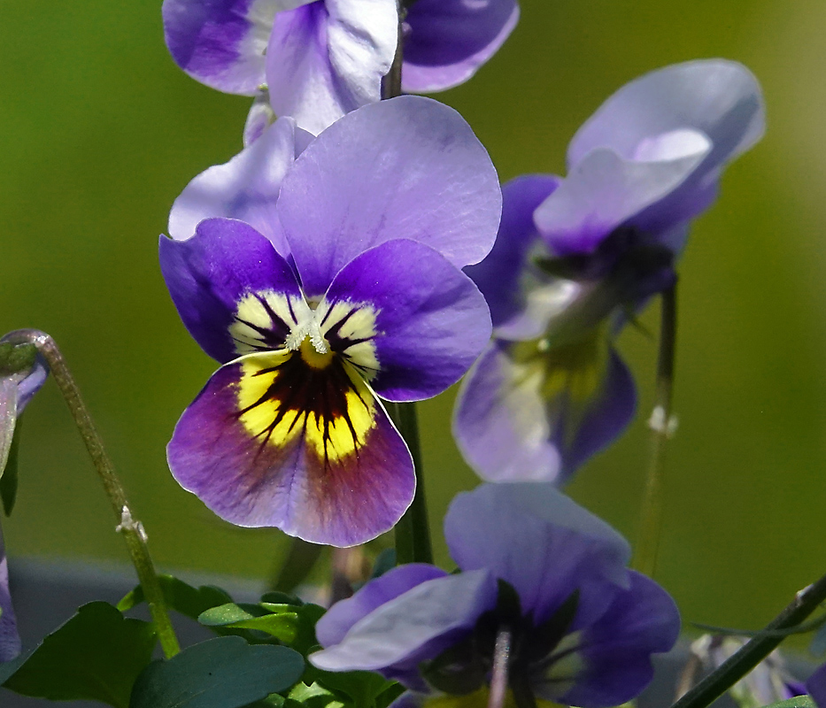 Изображение особи Viola wittrockiana.