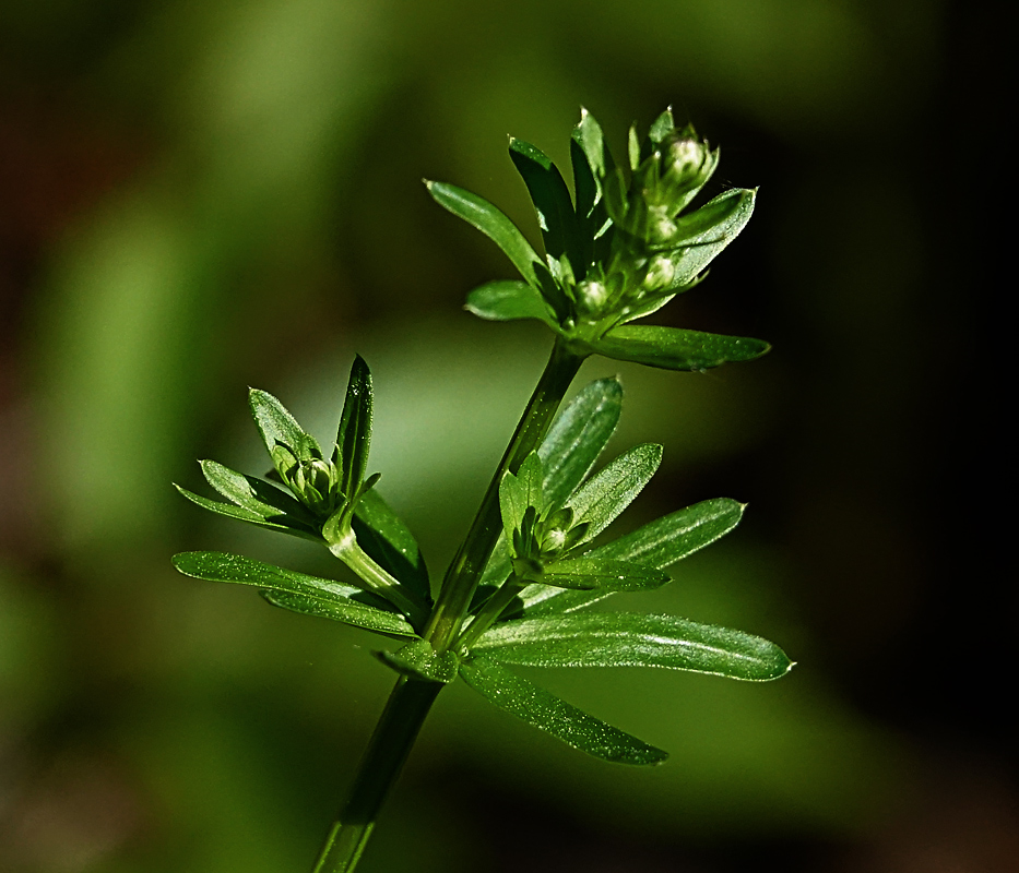 Изображение особи Galium mollugo.