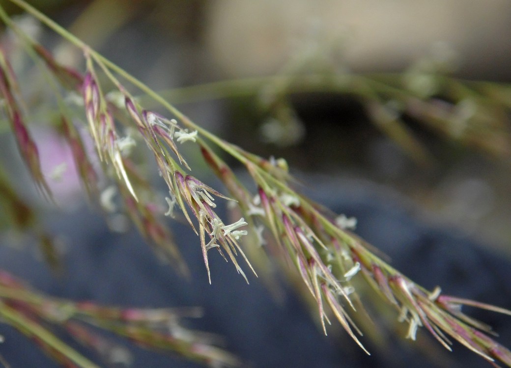 Изображение особи Calamagrostis pseudophragmites.