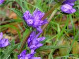 Campanula glomerata