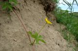 Potentilla reptans. Часть ползучего побега с цветком. Республика Адыгея, Красногвардейский р-н, аул Хатукай, пойма реки Кубань, песчаный вал (место, расчищенное для добычи песка методом гидронамыва). 18.06.2017.