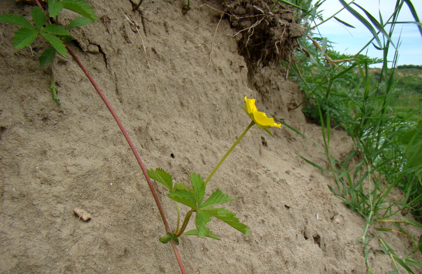 Изображение особи Potentilla reptans.