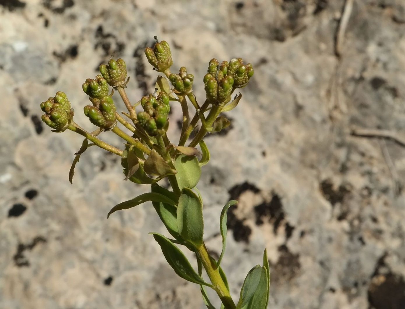 Image of Haplophyllum suaveolens specimen.