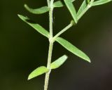 Gypsophila violacea. Часть вегетативного побега. Приморский край, Ольгинский р-н, окр. с. Пермское, долина р. Аввакумовка на левом берегу, скала Чёртов Утёс, сухие скалы. 04.07.2017.