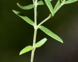 Gypsophila violacea