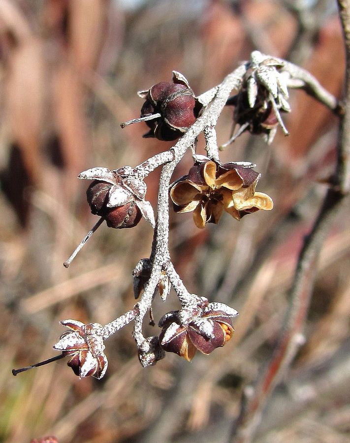 Изображение особи Chamaedaphne calyculata.