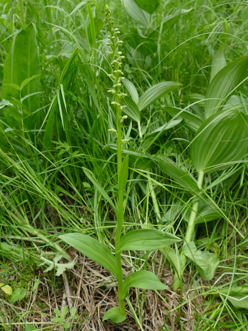 Image of Limnorchis convallariifolia specimen.