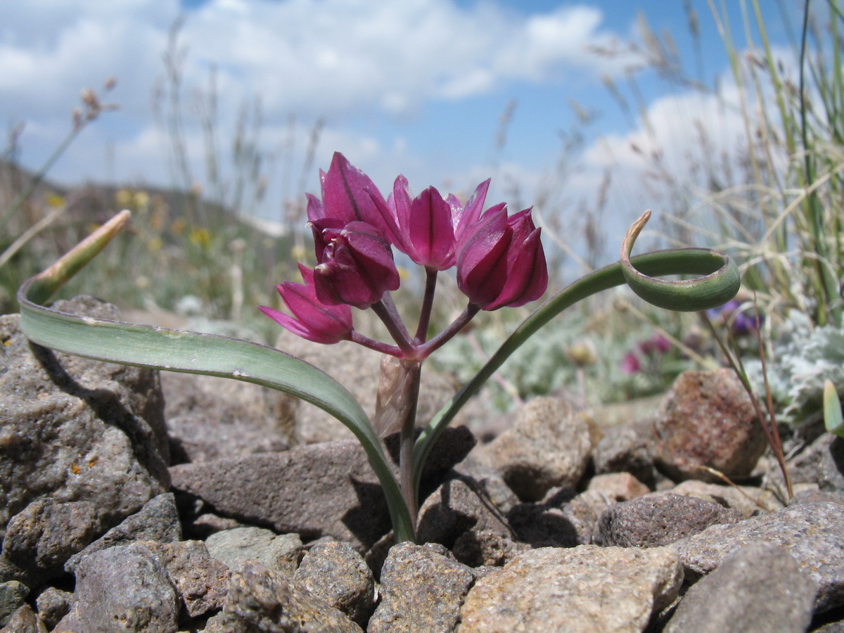 Изображение особи Allium oreophilum.