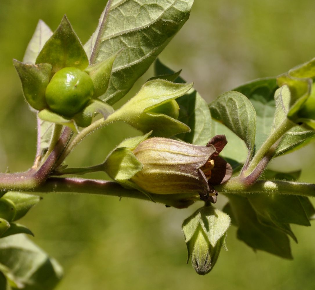 Изображение особи Atropa bella-donna.