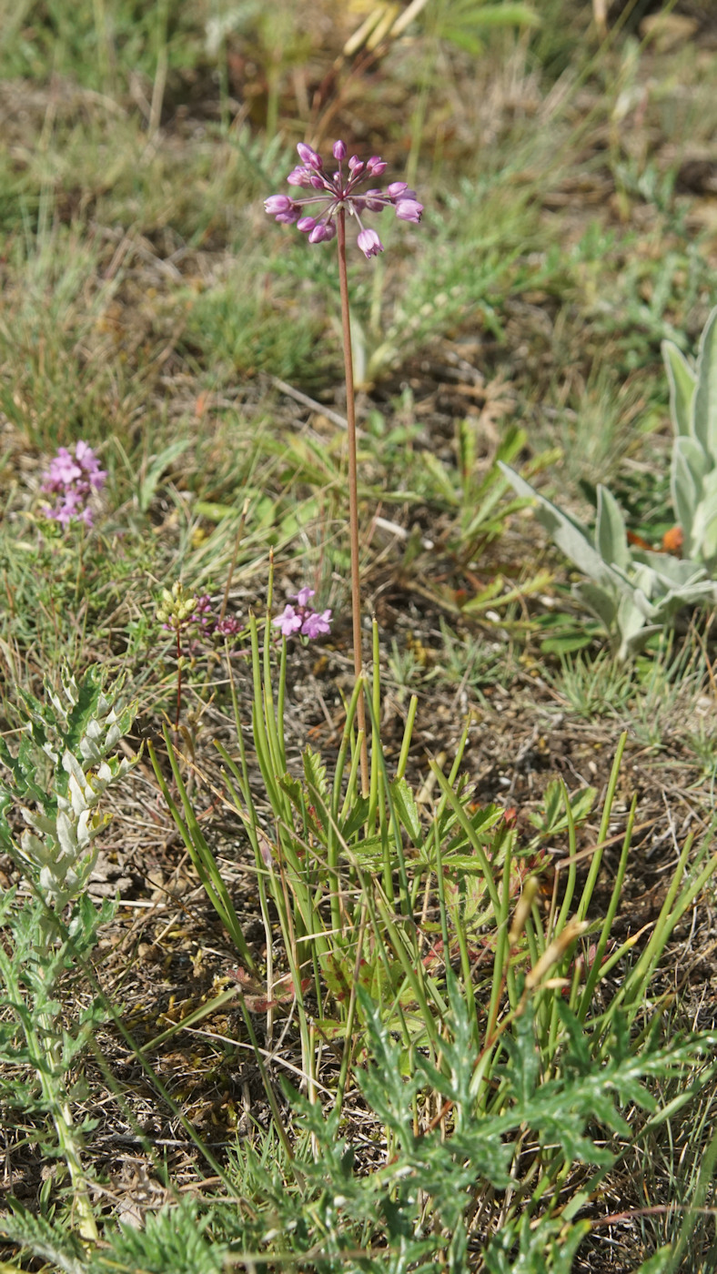 Image of Allium rubens specimen.