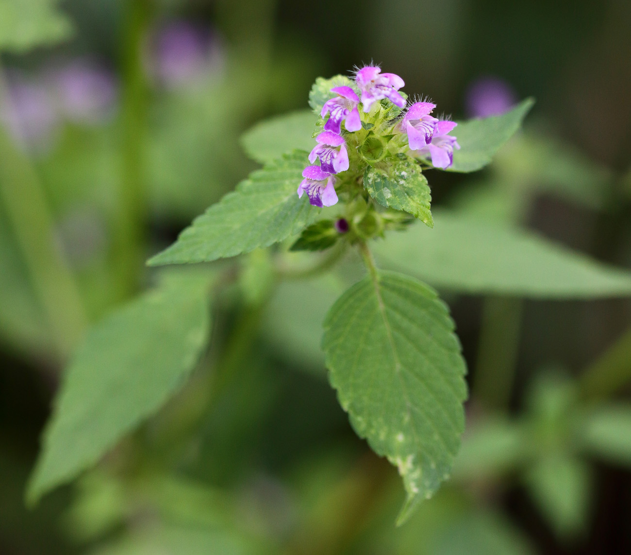 Изображение особи Galeopsis bifida.