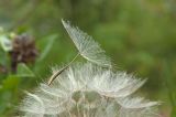 Tragopogon pratensis. Плод. Пермский край, г. Пермь, Кировский р-н, недалеко ж.-д. платформы Промучасток, луг. 13 августа 2017 г.