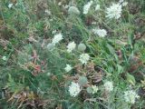 genus Cephalaria