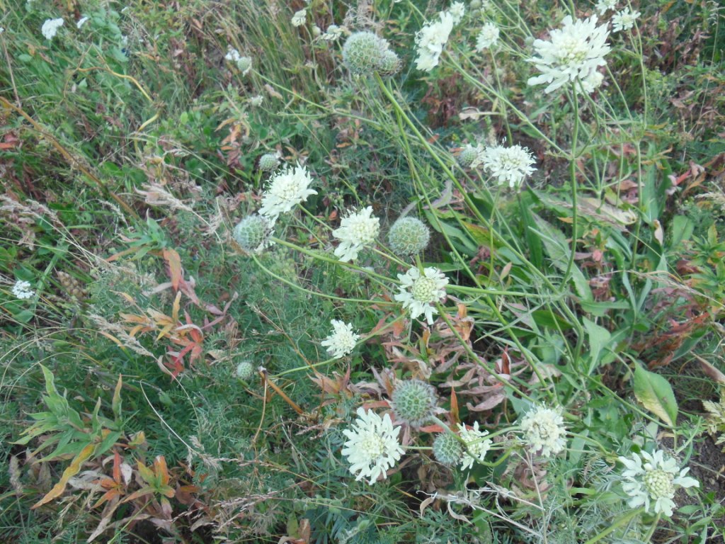 Image of genus Cephalaria specimen.