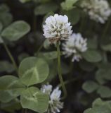 Trifolium repens