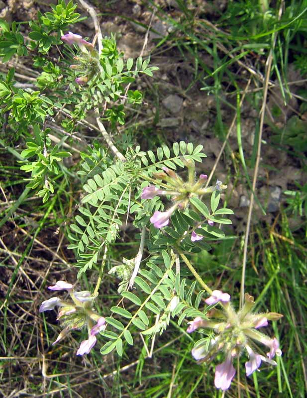 Изображение особи Astragalus fedtschenkoanus.