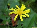 род Hieracium