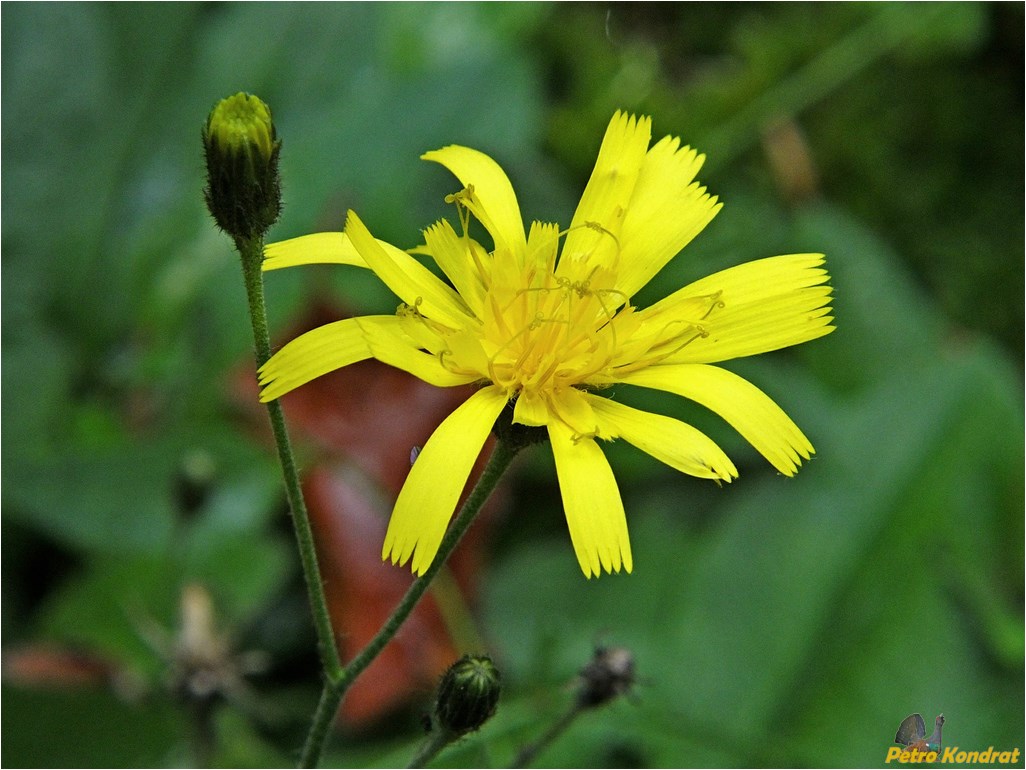 Изображение особи род Hieracium.