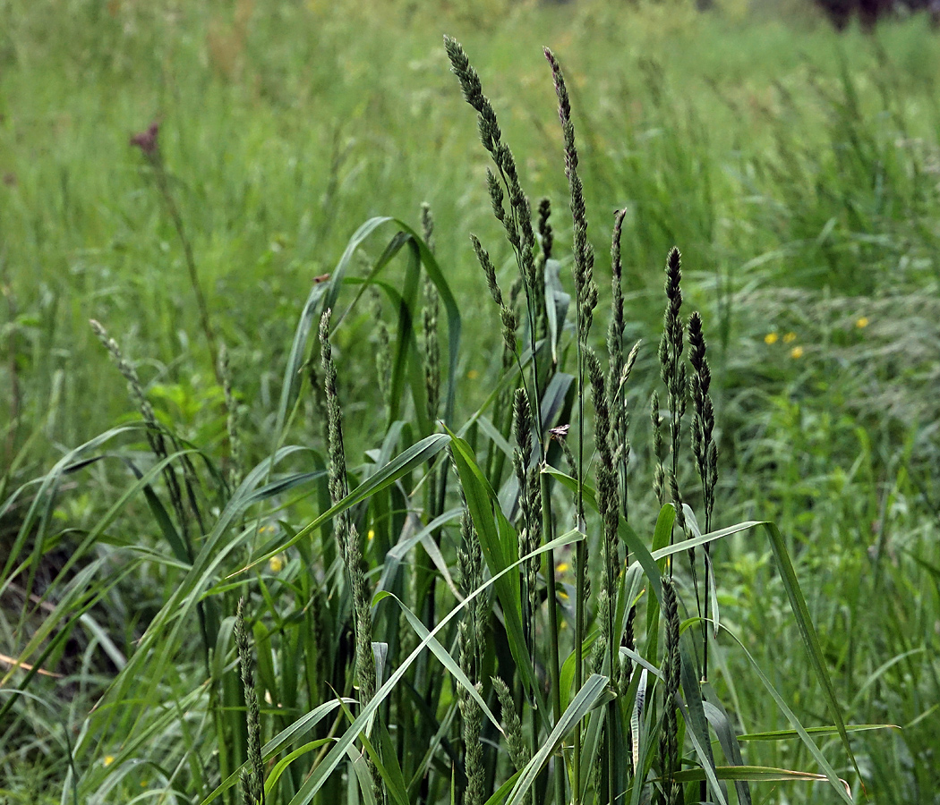 Image of Dactylis glomerata specimen.