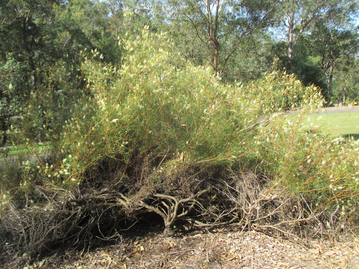 Изображение особи Grevillea intricata.