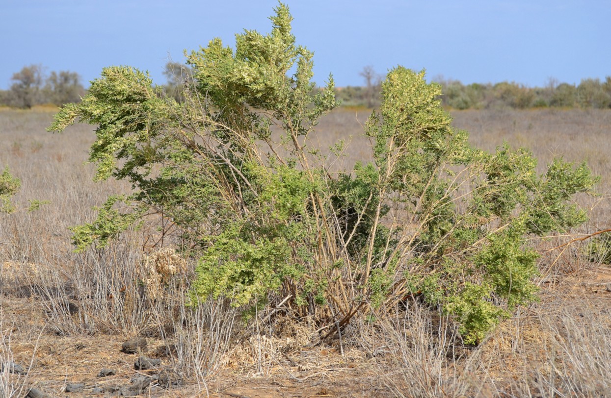 Изображение особи Salsola dendroides.