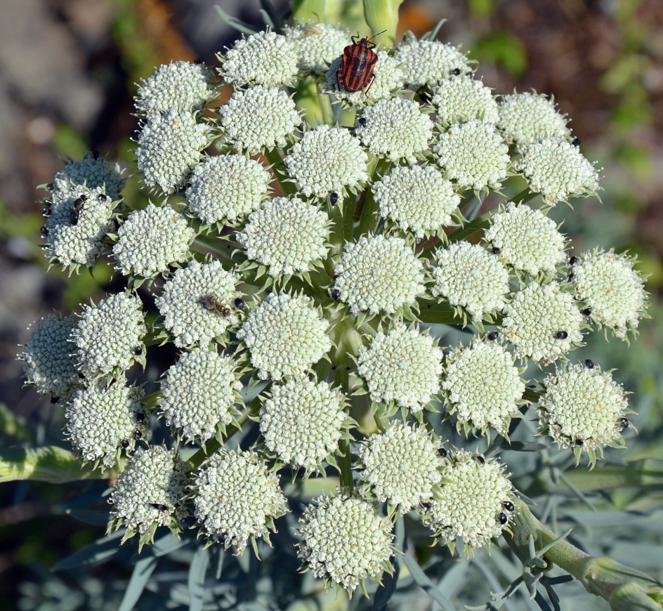 Image of Seseli gummiferum specimen.