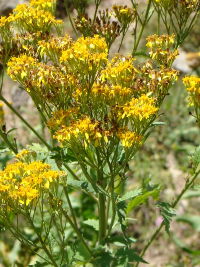 Image of Senecio othonnae specimen.