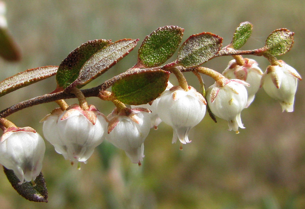 Image of Chamaedaphne calyculata specimen.