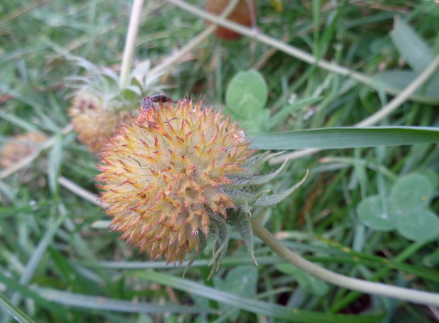 Image of Gaillardia &times; grandiflora specimen.