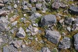 Stellaria brachypetala. Цветущие растения. Таджикистан, Фанские горы, окр. Мутного озера, ≈ 3500 м н.у.м., каменистый склон. 02.08.2017.