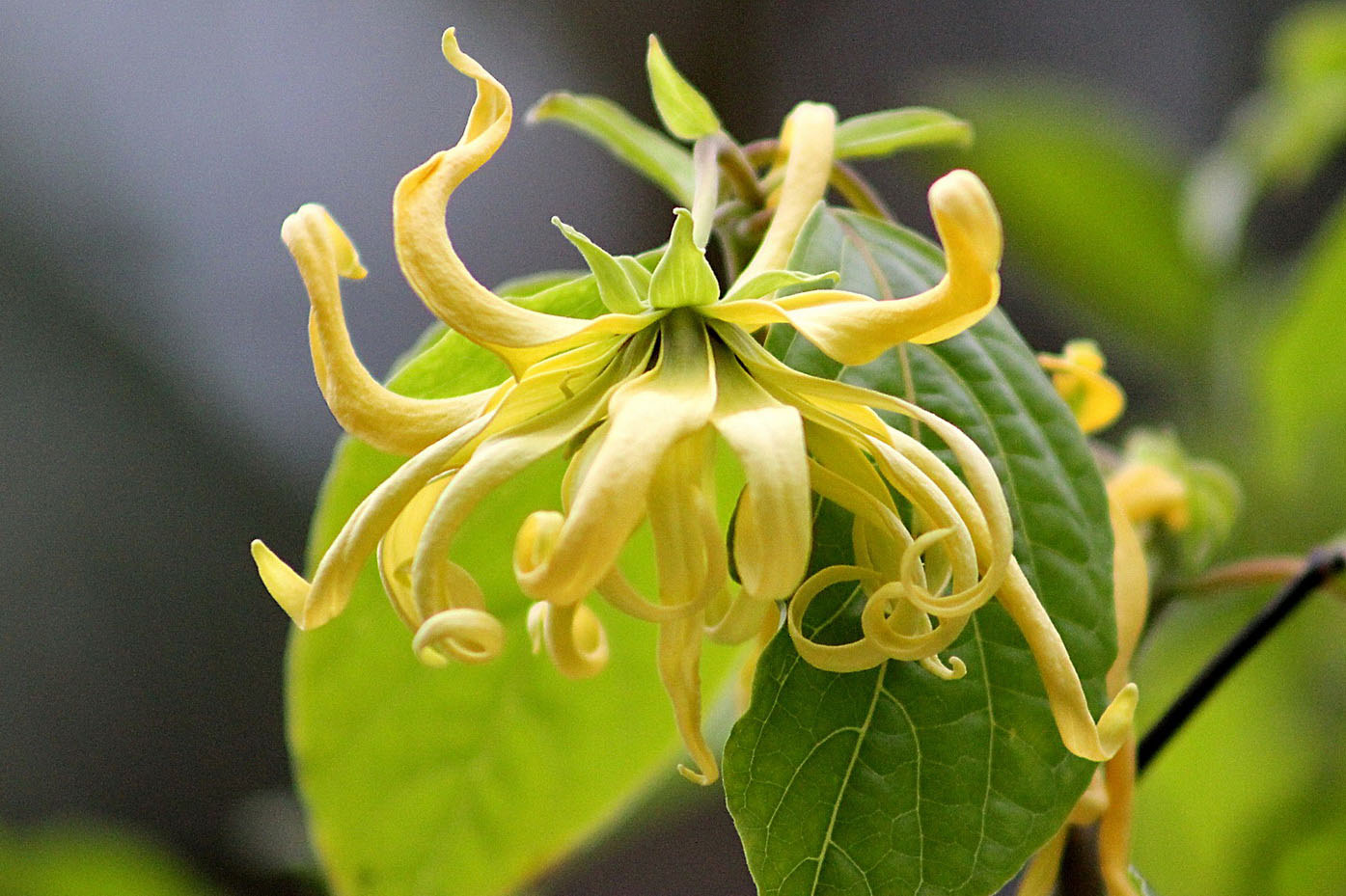 Изображение особи Cananga odorata.