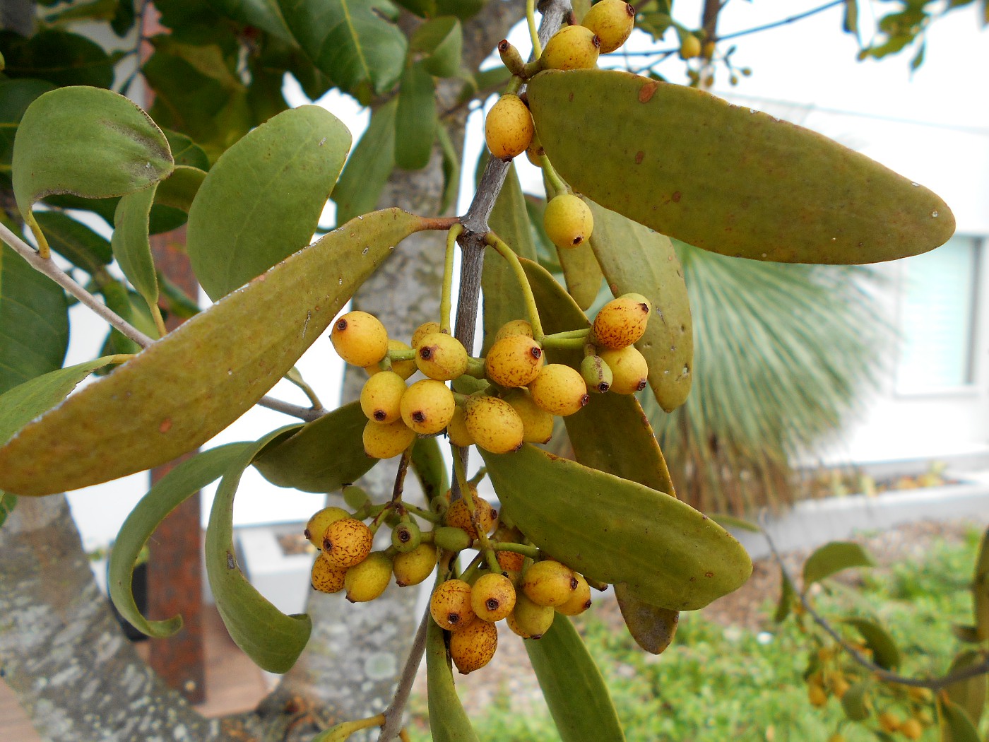 Image of genus Amyema specimen.