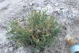 Halocnemum strobilaceum