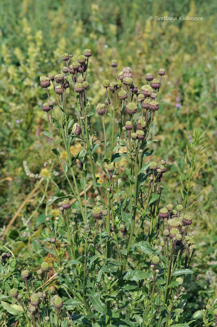 Изображение особи Cirsium setosum.