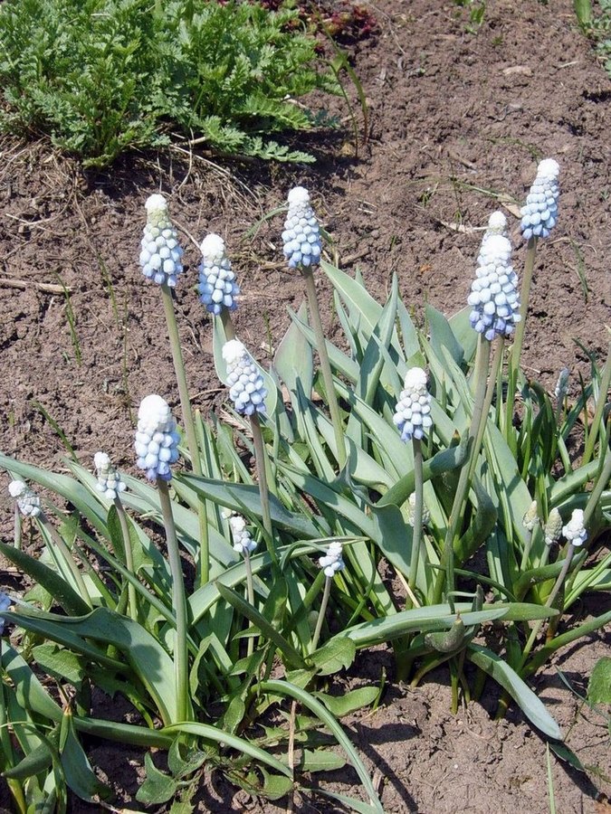 Изображение особи род Muscari.