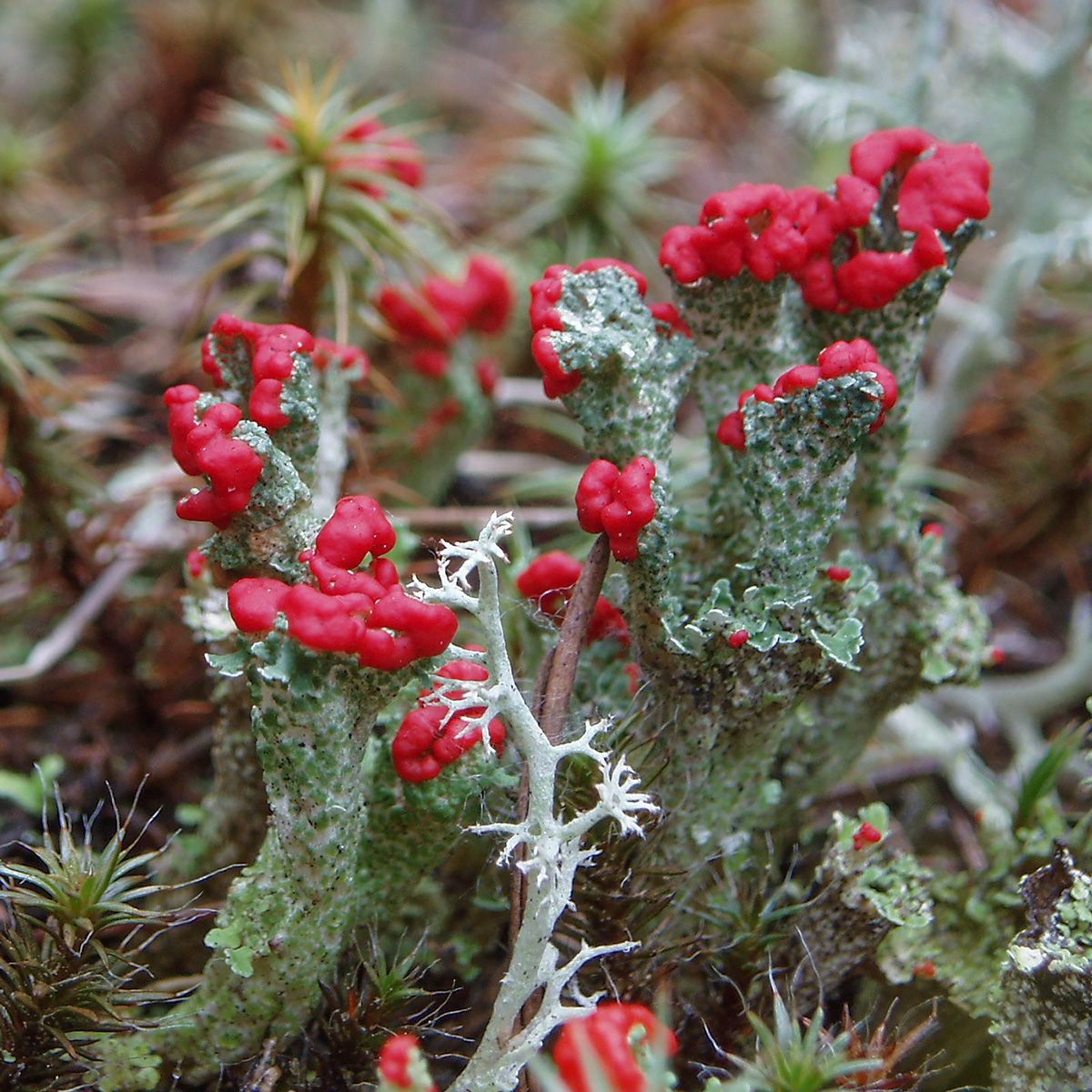 Изображение особи род Cladonia.