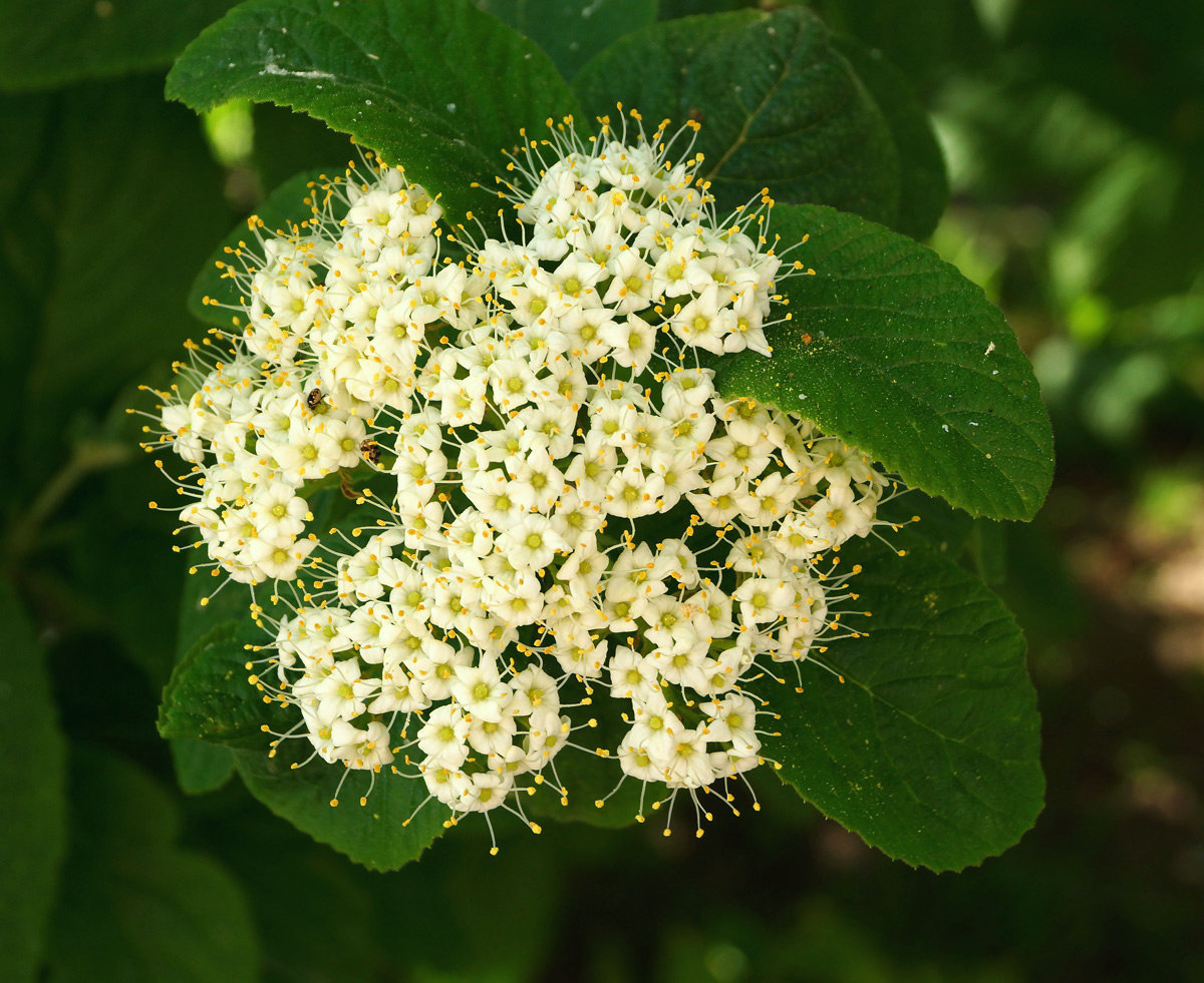 Image of Viburnum lantana specimen.