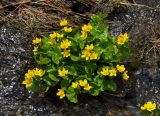 Caltha polypetala