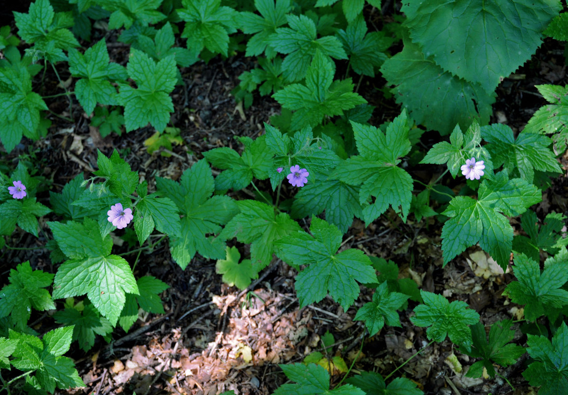 Изображение особи Geranium gracile.