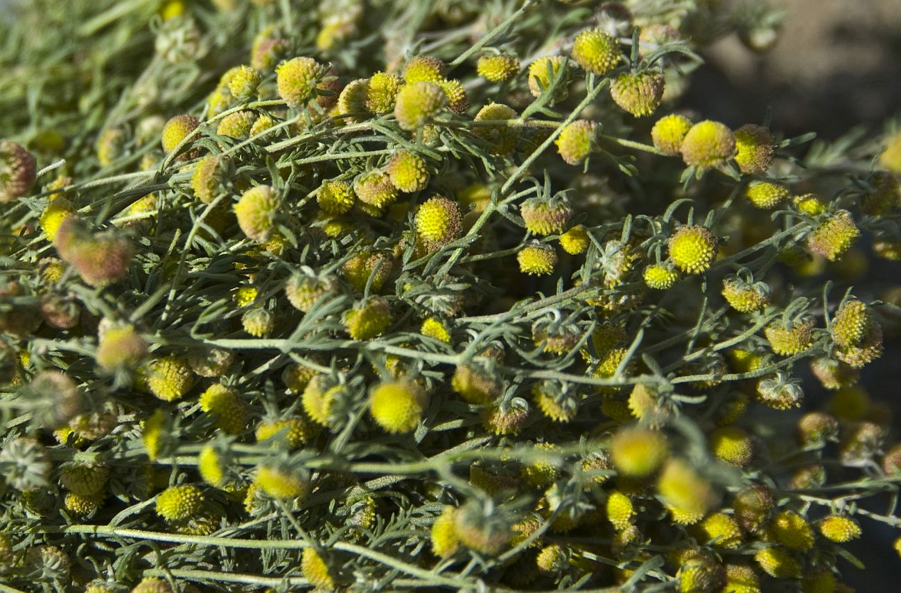 Image of genus Artemisia specimen.