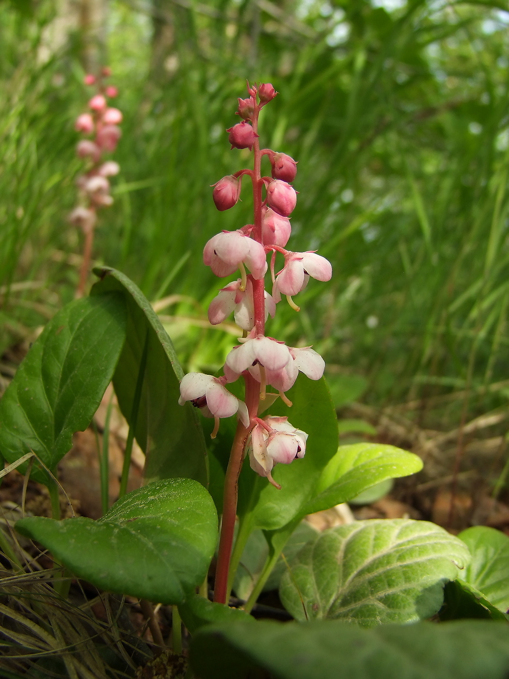 Image of Pyrola incarnata specimen.